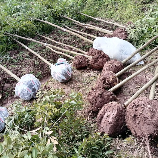 武胜县正宗四川金丝楠小叶桢楠大树杯苗裸根带土产地苗圃