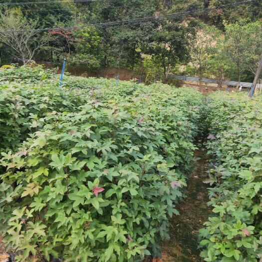 广州枫香树 枫香