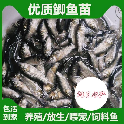 广州鲫鱼苗  、中科五号、方正银鲫、白金鲫、公分苗水花各种规格齐