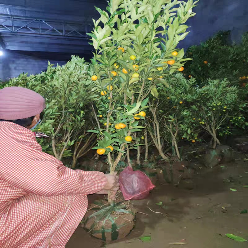 脆皮金桔苗 金桔苗盆栽地栽户外阳台庭院嫁接特大可食用四季带果脆皮金橘树苗