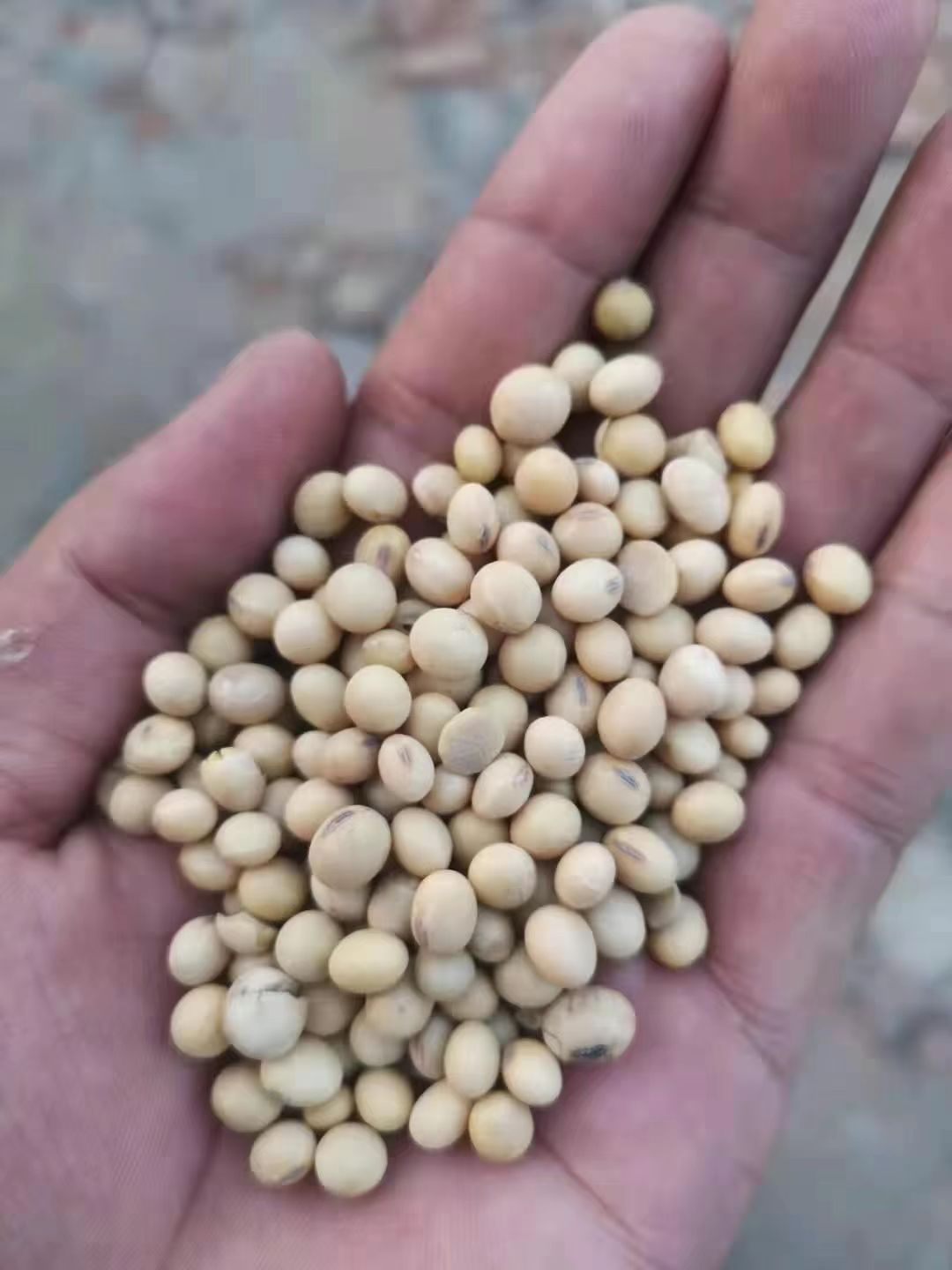 优质大豆  压榨 豆制品  货真价实 颗粒均匀 饱满