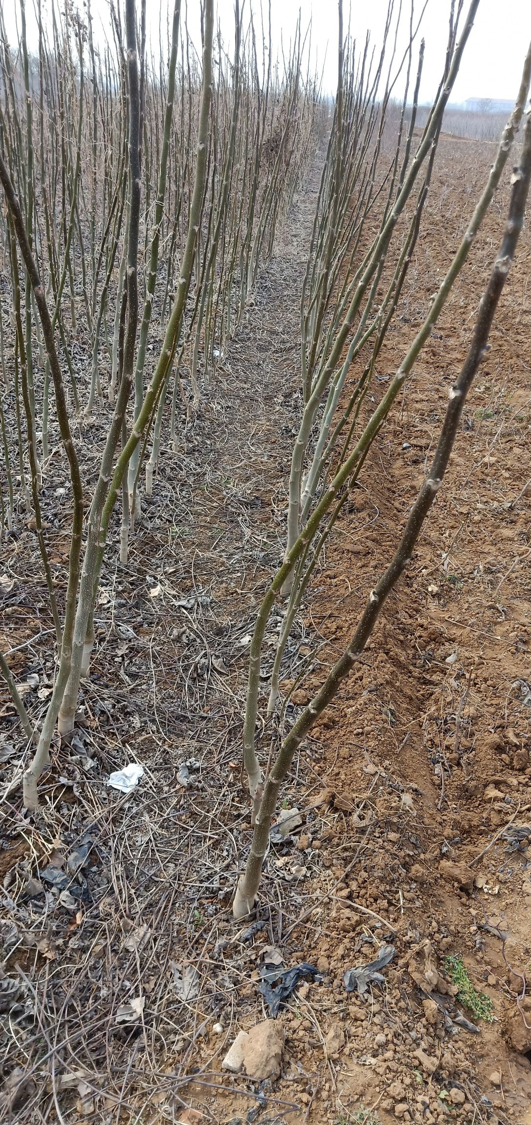 无忧树  波姬红，两年，一年，各种苗木