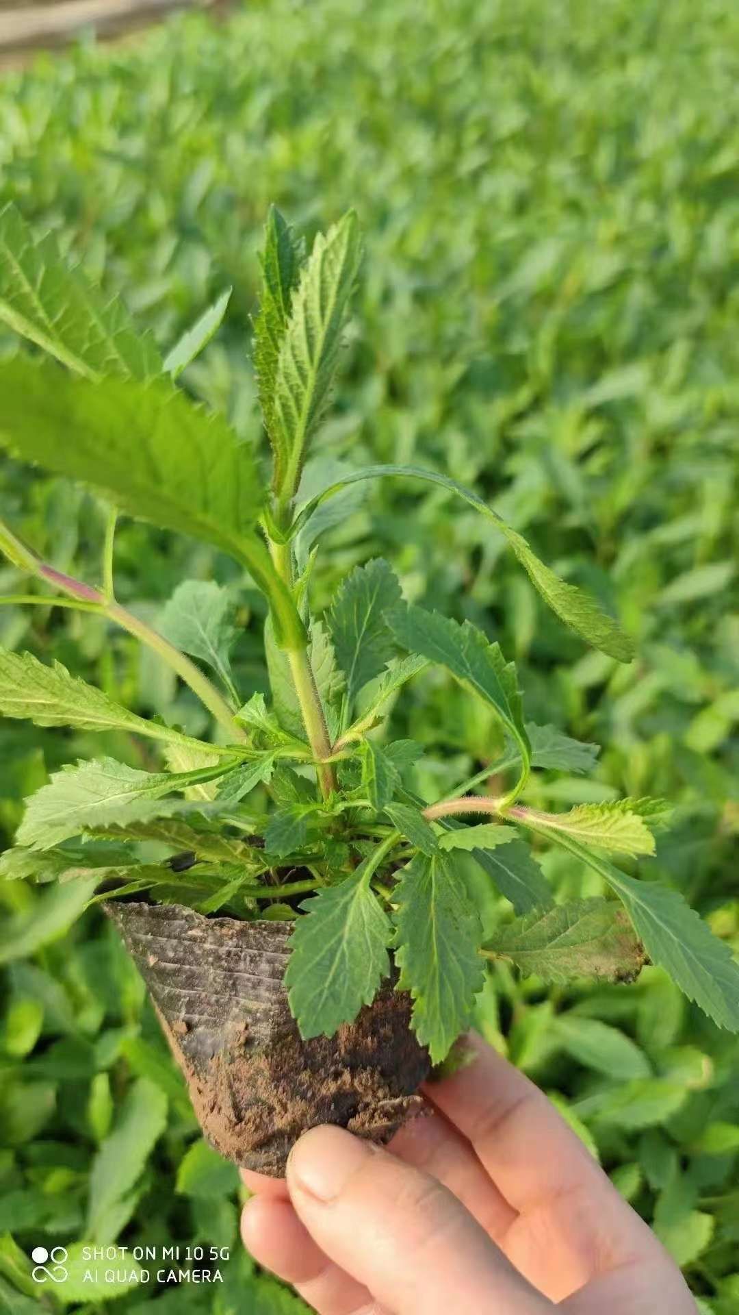 马鞭草种苗 柳叶马鞭草花海用苗
