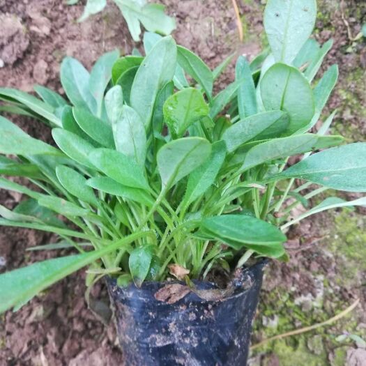 青州市金鸡菊苗 大花金鸡菊