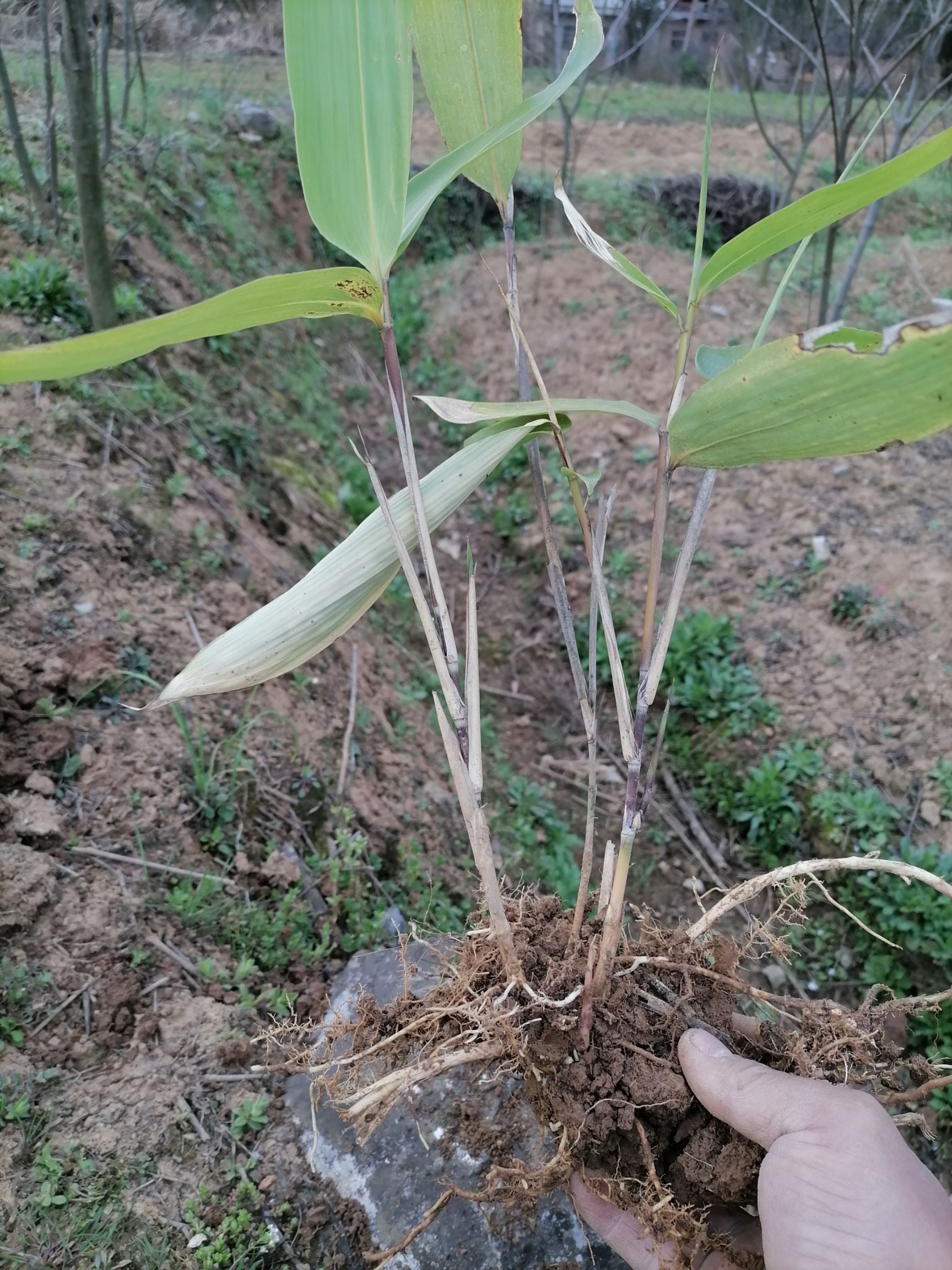 箬竹，棕子竹，棕子叶。