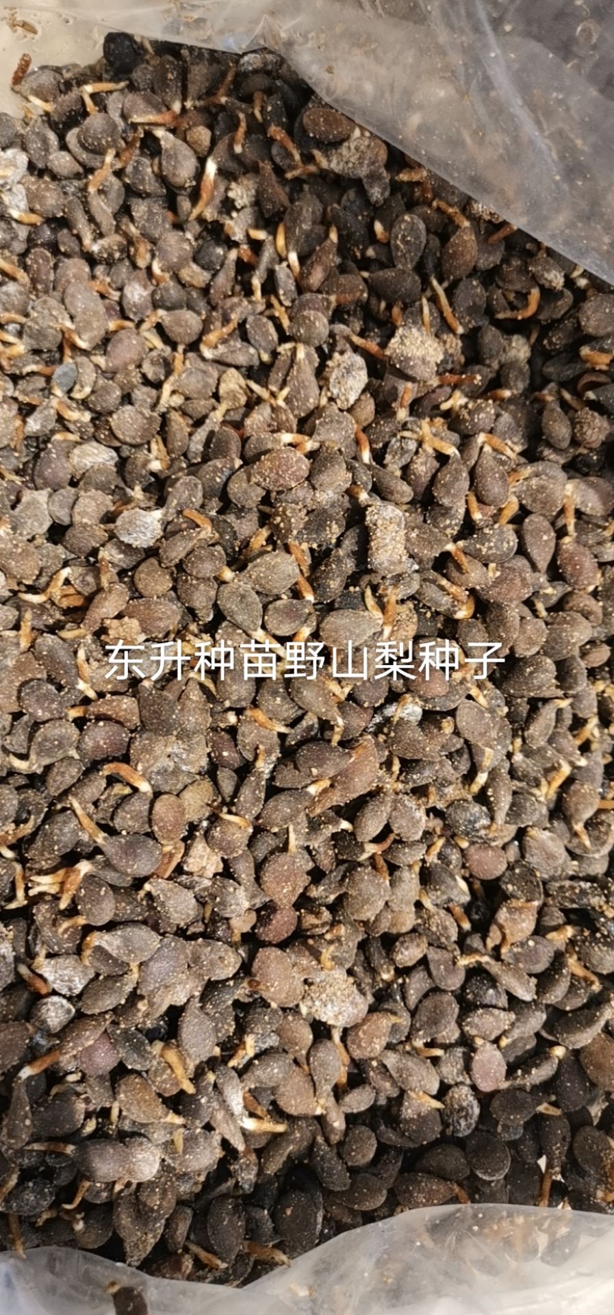 梨树种子  梨种子