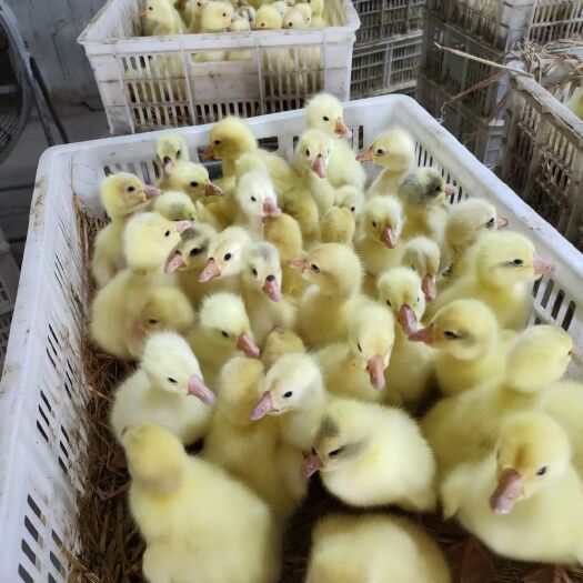 兴山县鹅苗大小三花灰鹅雁鹅泰州鹅等鹅苗品种齐全包防疫