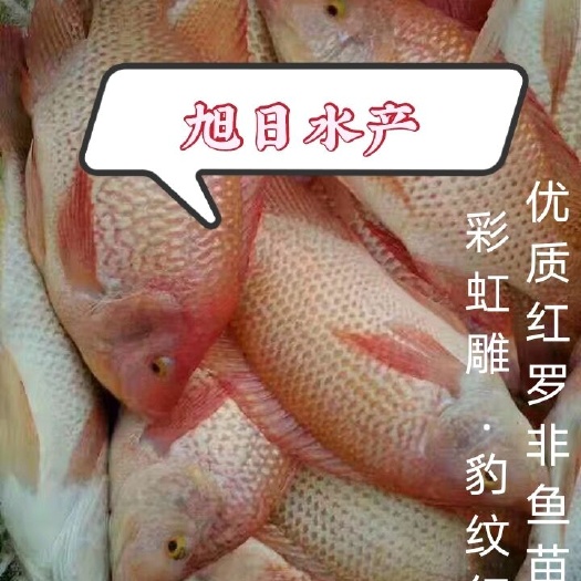 广州红罗非鱼苗