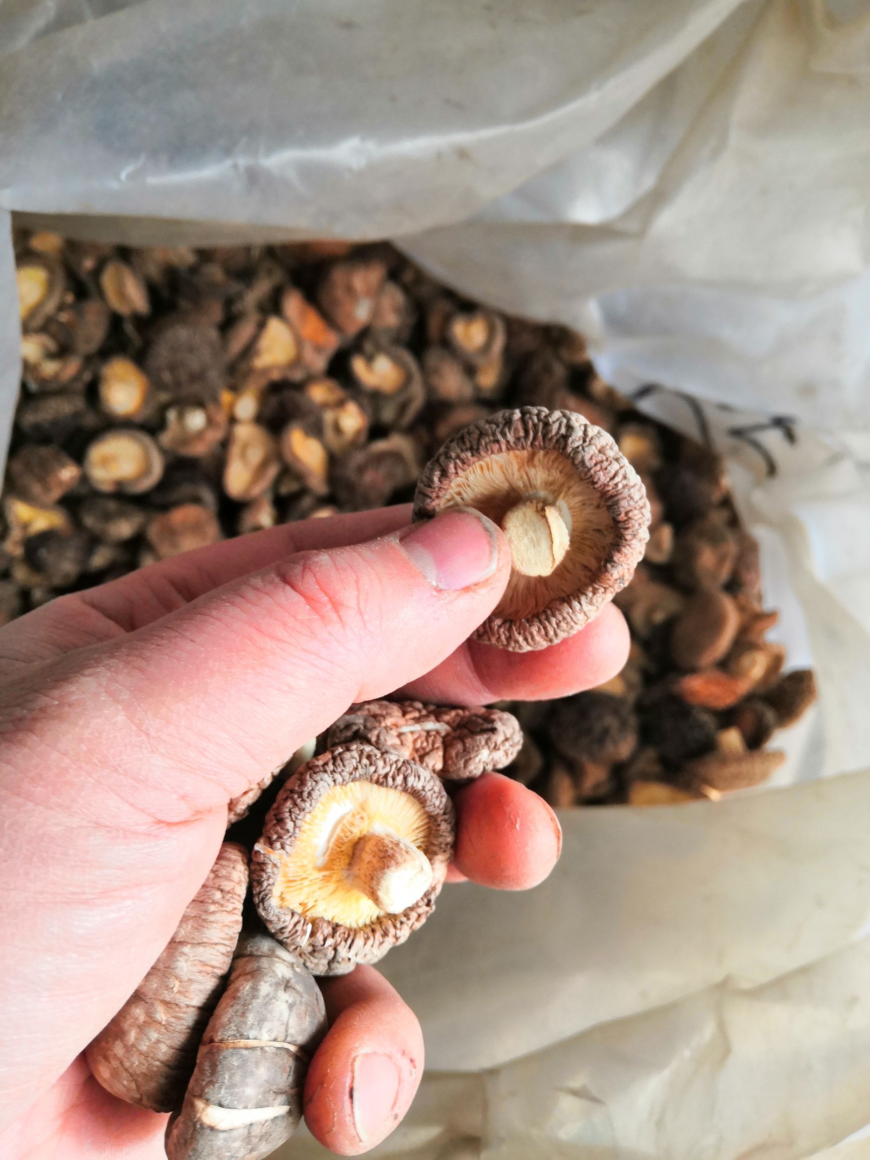 河南小香菇香菇干货