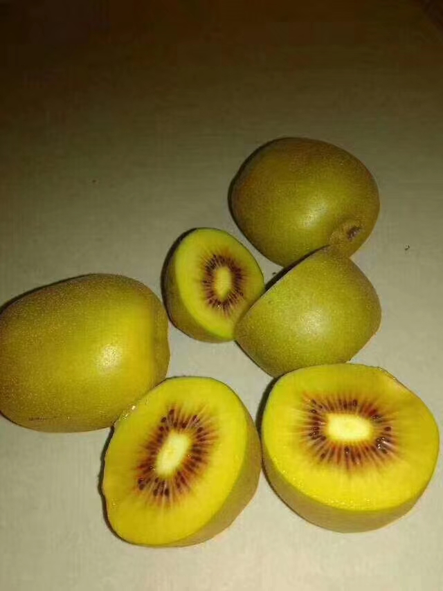 红阳猕猴桃苗 红阳猕猴桃嫁接苗