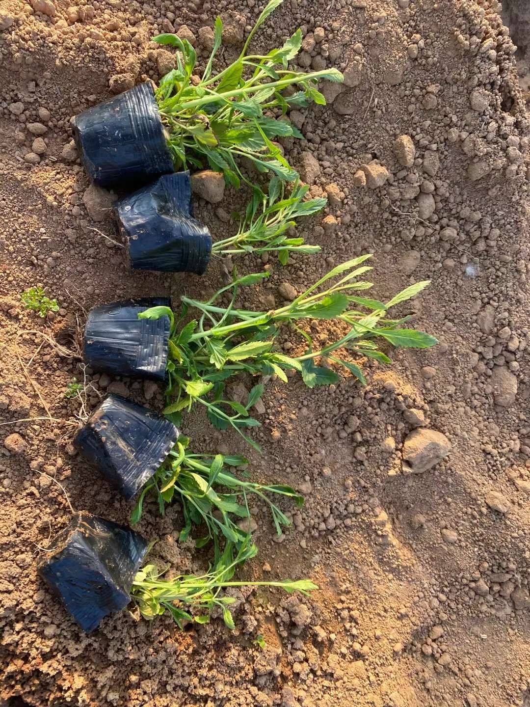 马鞭草种苗 柳叶马鞭草花海用苗