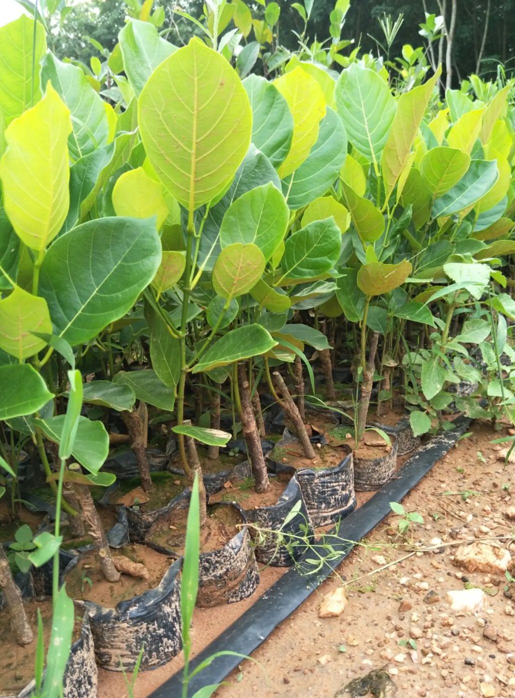 马来西亚一号菠萝蜜苗  马来西亚菠萝蜜嫁接苗品种纯正根须发达叶色靓丽