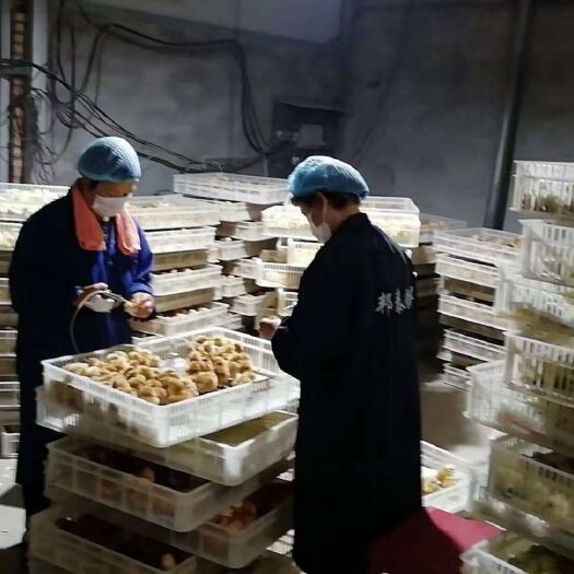 三原县肉鸡苗  三原岳家孵化厂长期供应各种鸡苗