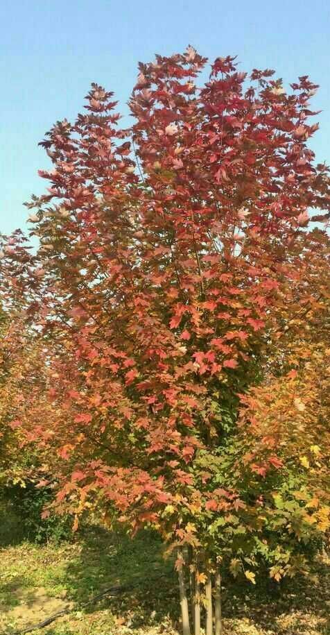 美国红枫  基地，规格齐全，量大从优