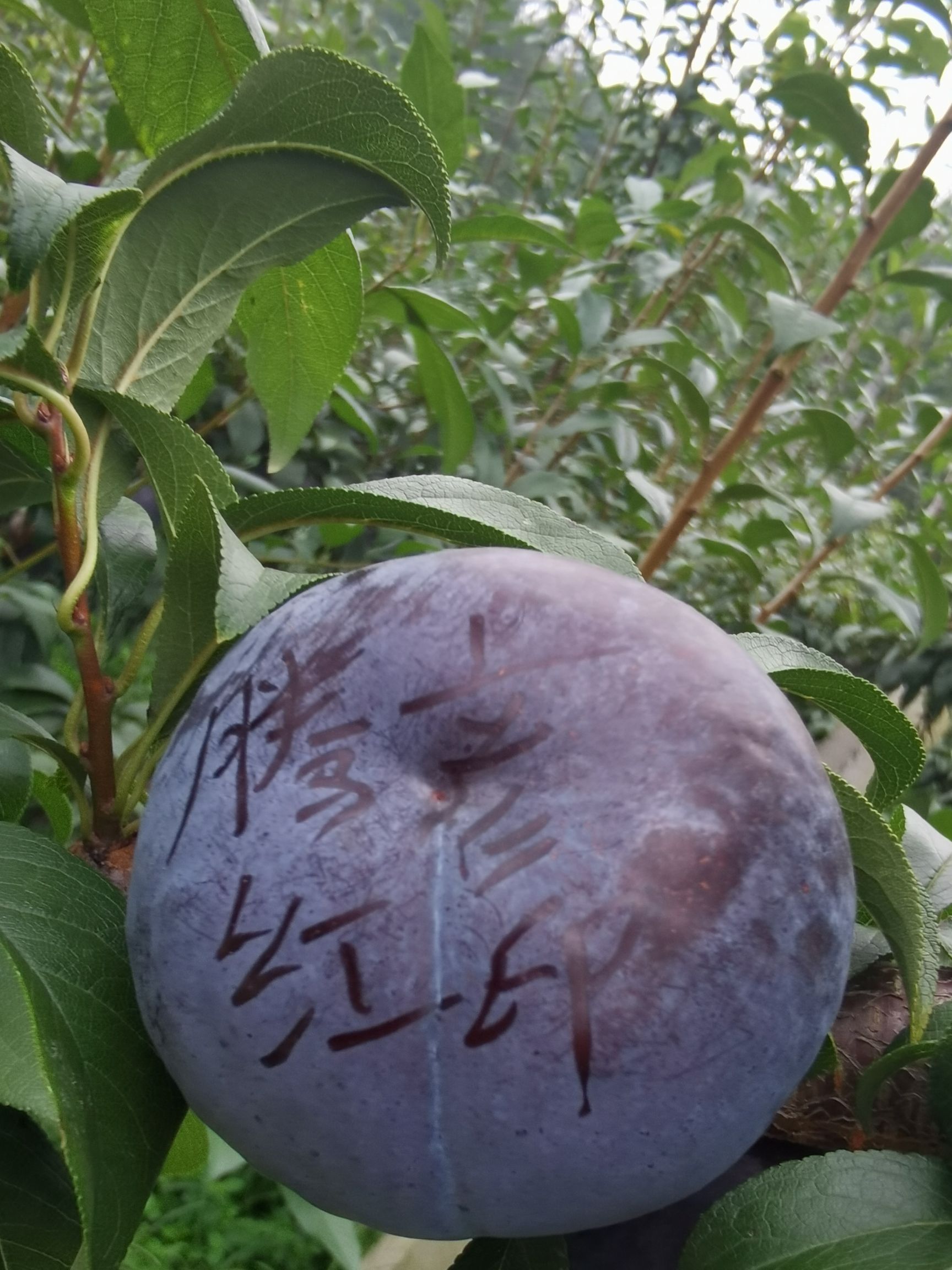 大量露天黑布林上市