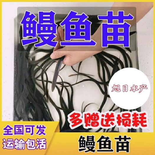 博罗县白鳝  【鳗鱼、、、日本鳗】，市场热销产品，支持发贷空运汽运