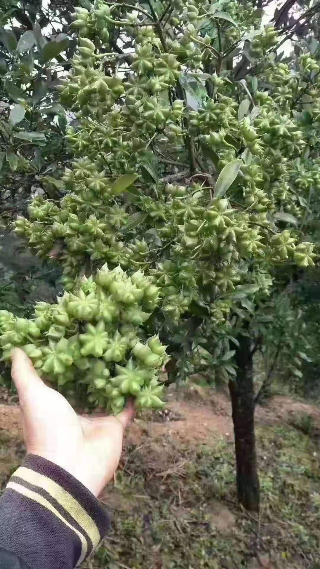 八角树苗  罗马 
大红八角嫁接苗，实生苗，基地直供欢迎订购