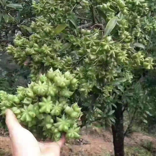 八角树苗  罗马 
大红八角嫁接苗，实生苗，基地直供欢迎订购