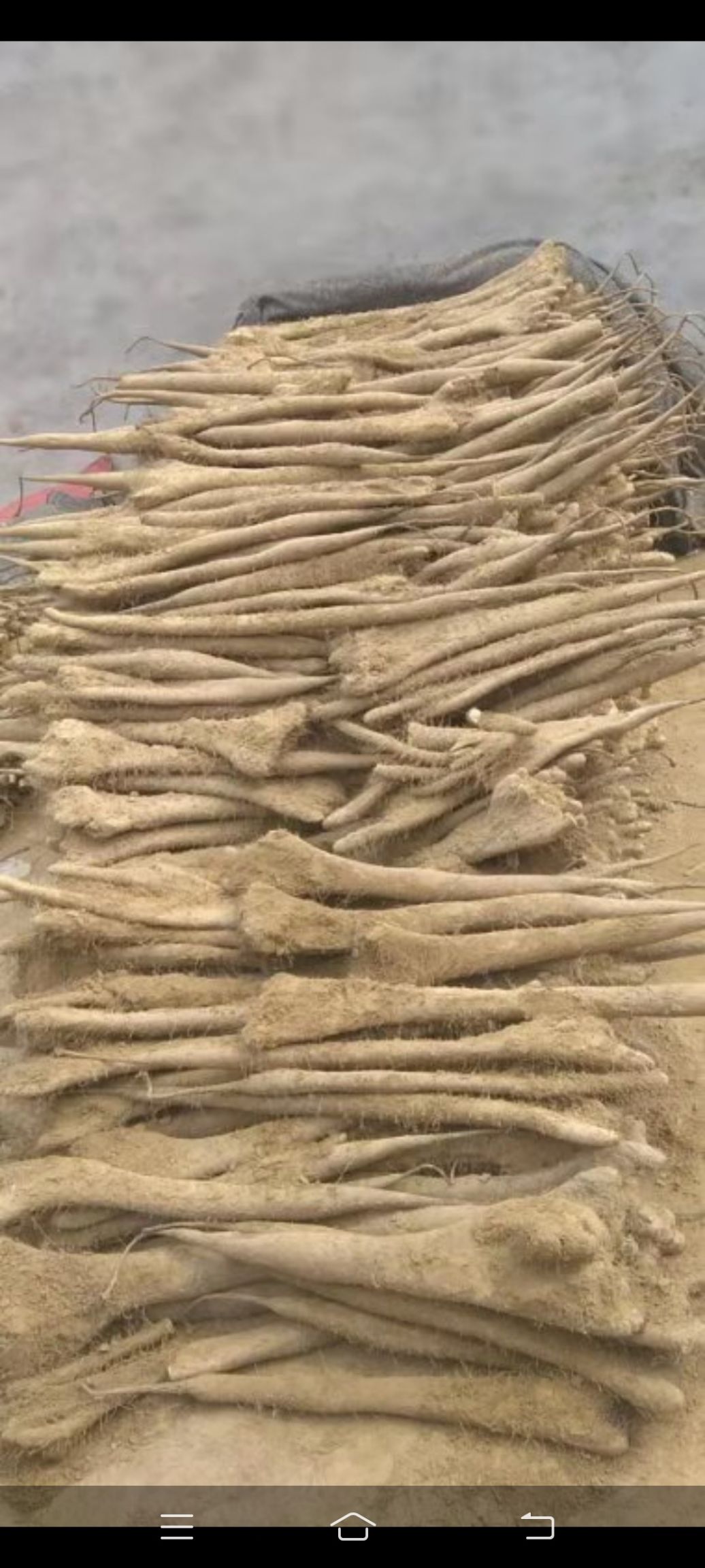 白玉山药现挖新货。产地直供物美价廉。各种等极齐全