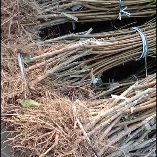 淮南冬桃苗 冬桃