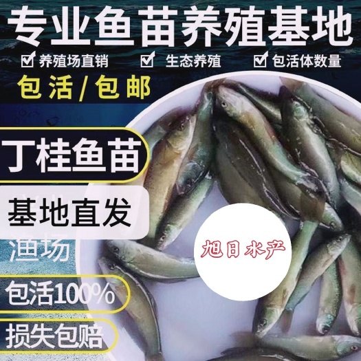 博罗县丁桂鱼苗  丁桂鱼、丁贵鱼、欧洲丁鱥鱼、须鱼岁