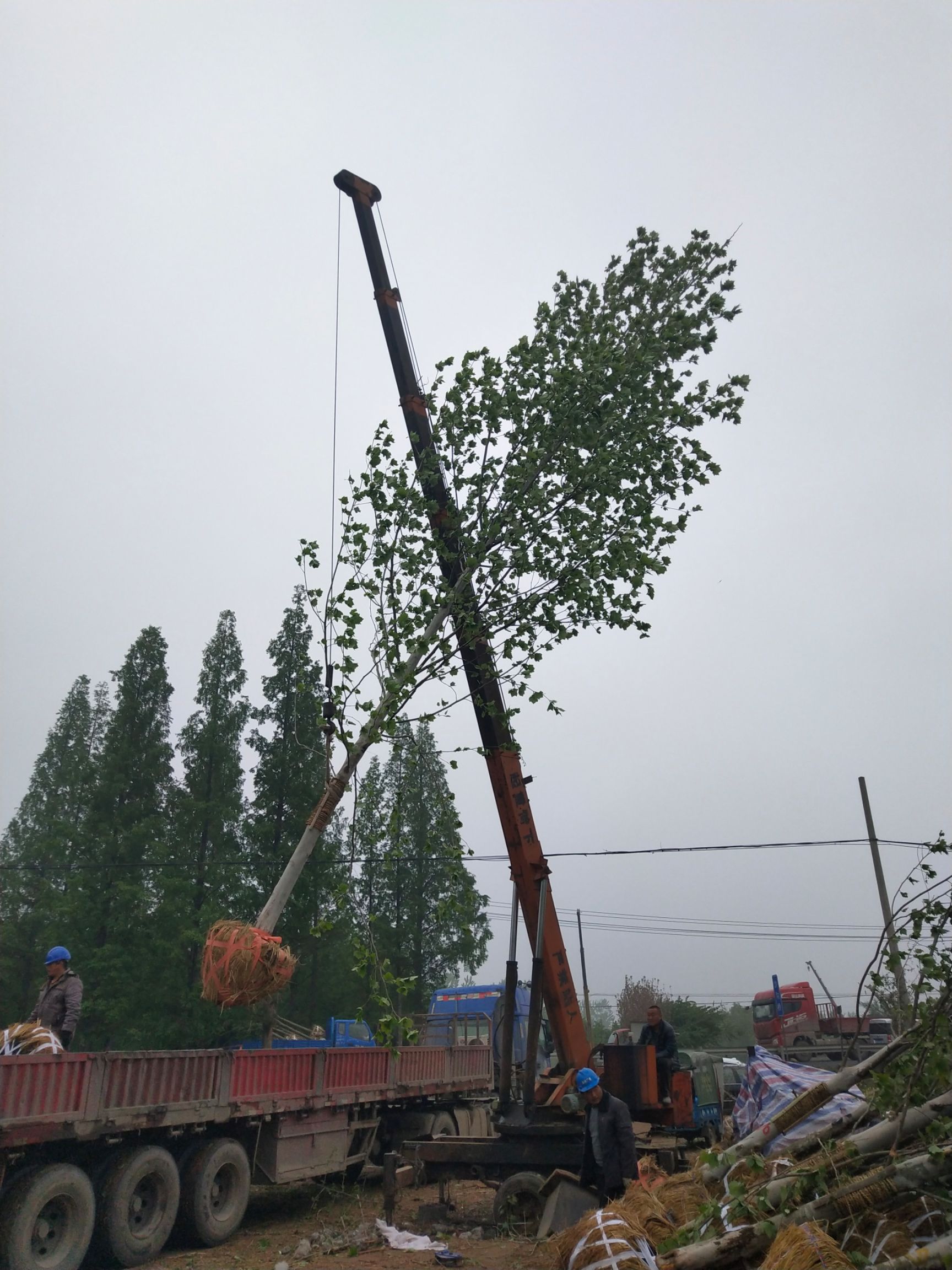 法国梧桐  20公分法桐，基地直销，质量保障