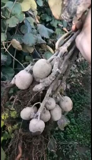 泰安红阳猕猴桃苗 红阳猕猴桃嫁接苗