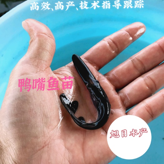 广州鸭嘴鱼苗  鸭嘴兽、鸭嘴鱼，各种规格齐全，支持空运汽运发货、