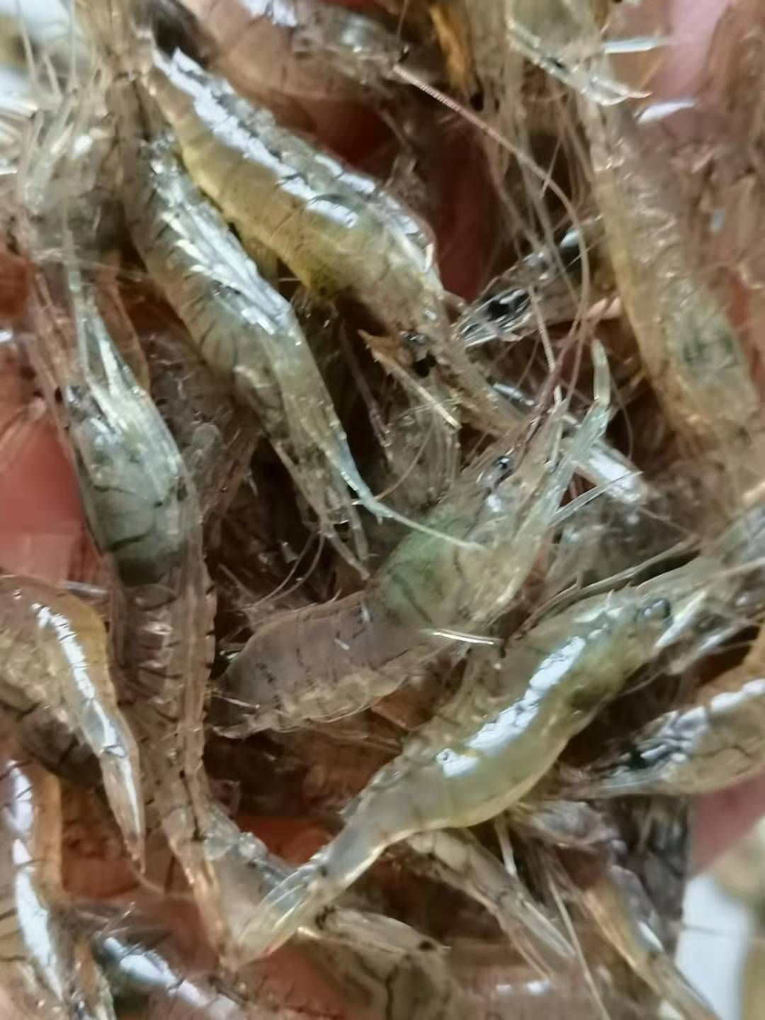 米虾白米虾，活为强，干净