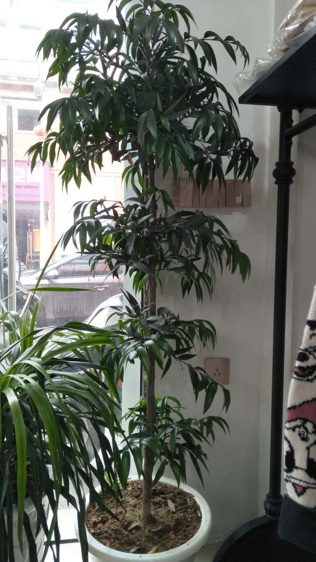小叶竹柏  竹柏种子，小苗，小树，大树（茶花，枸骨）