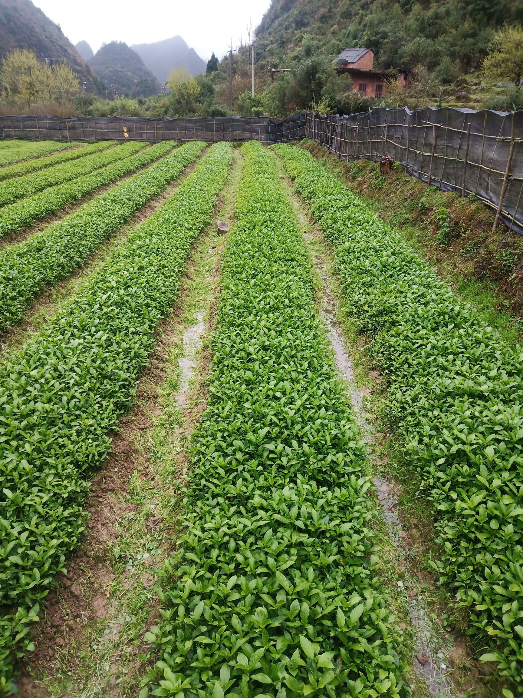 [南板蓝根批发]南板南根 板篮根苗价格0.1元/条 - 惠农网