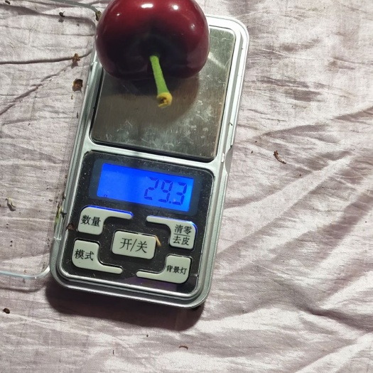 大连美早樱桃 寻找合作伙伴，非诚勿扰。