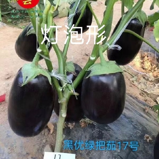 黑优绿把茄17茄子种子~杂交品种中早熟单果重700克易座