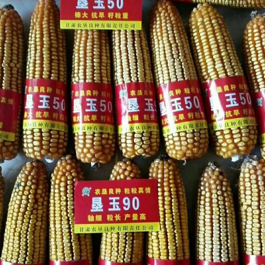 靖远县垦玉50 垦玉良种轴细粒深活杆成熟，适应性强。