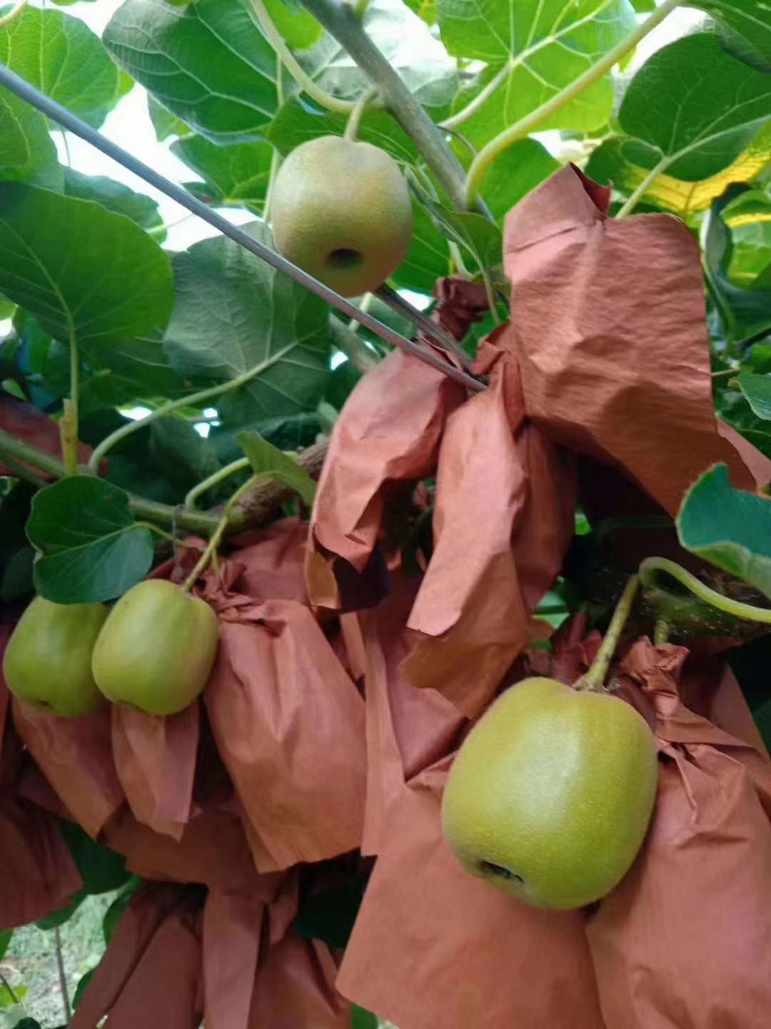 红阳猕猴桃苗 红阳猕猴桃嫁接苗