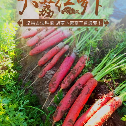大荔县红皮胡萝卜  沙地红萝卜水果萝卜货源充足量大从优支持一件代发