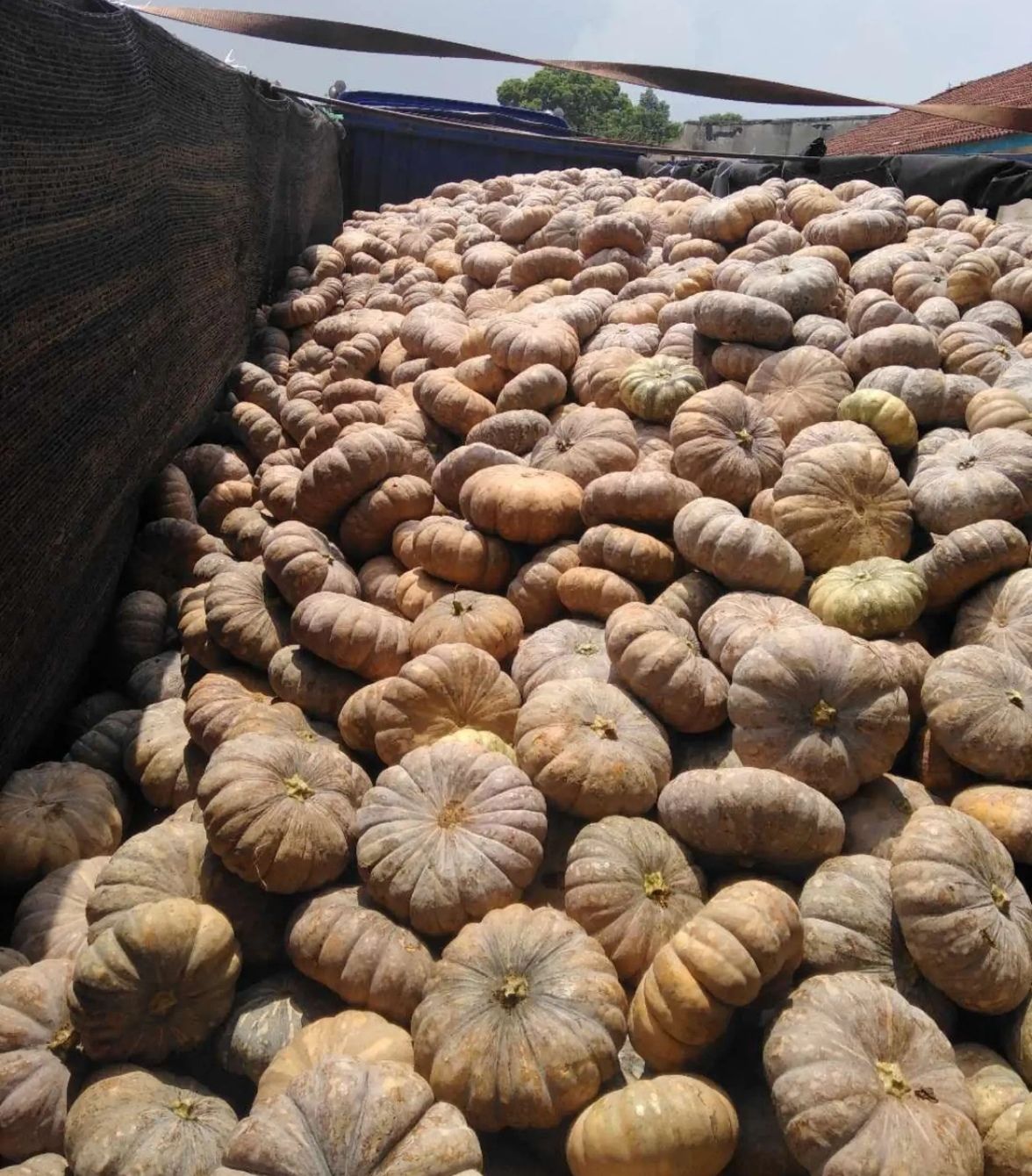 农家磨盘大南瓜种子，肉厚，味甜，水份少，品质优良。