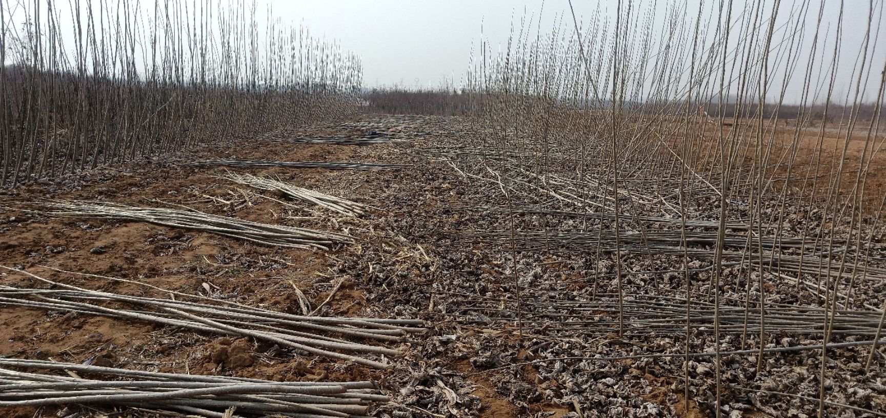银杏树 杨树苗一年