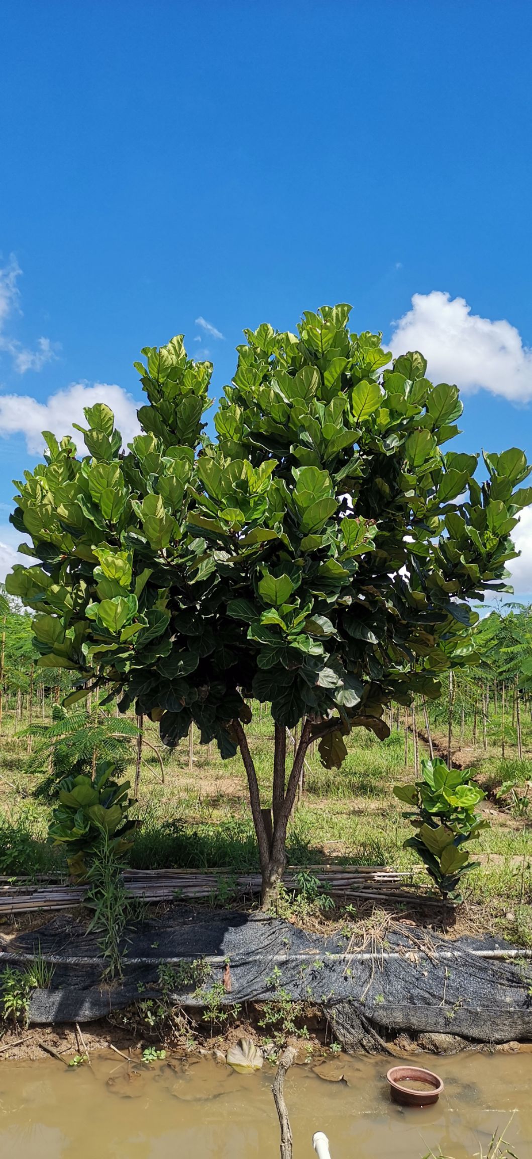 珠海琴叶榕盆栽 大量分支及单棍 5-10公分，琴叶榕清货价出售