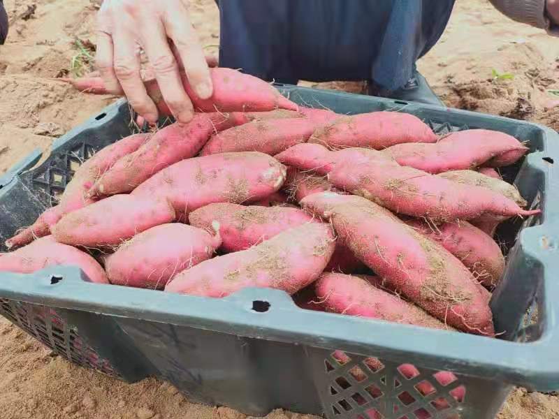 蜜薯 海南桥头地瓜