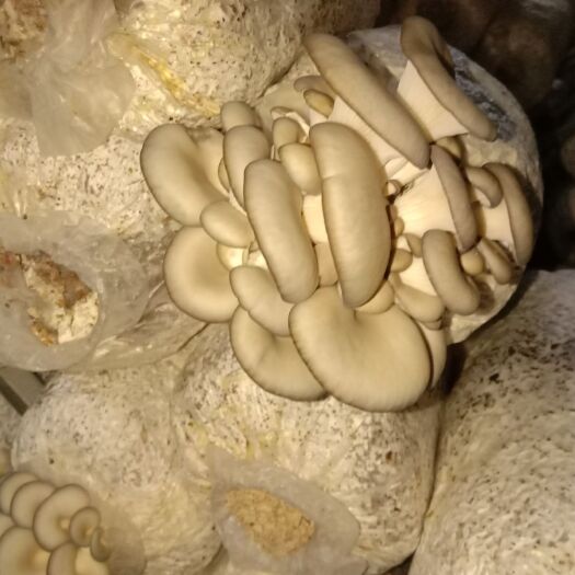 道县白参菌 食用菌