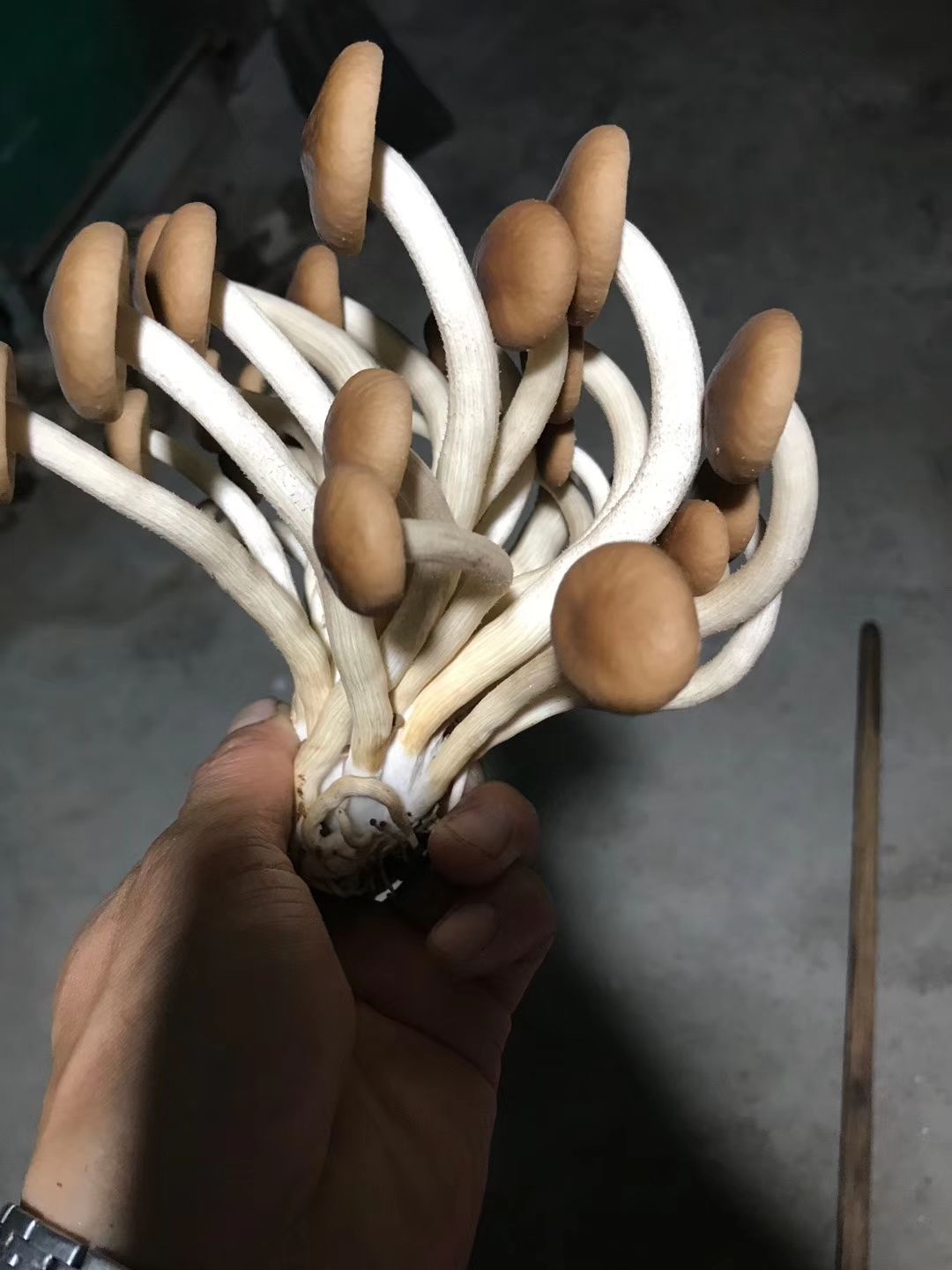 茶树菇菌种  茶树菇菇筒原种，拉回去就可以出菇