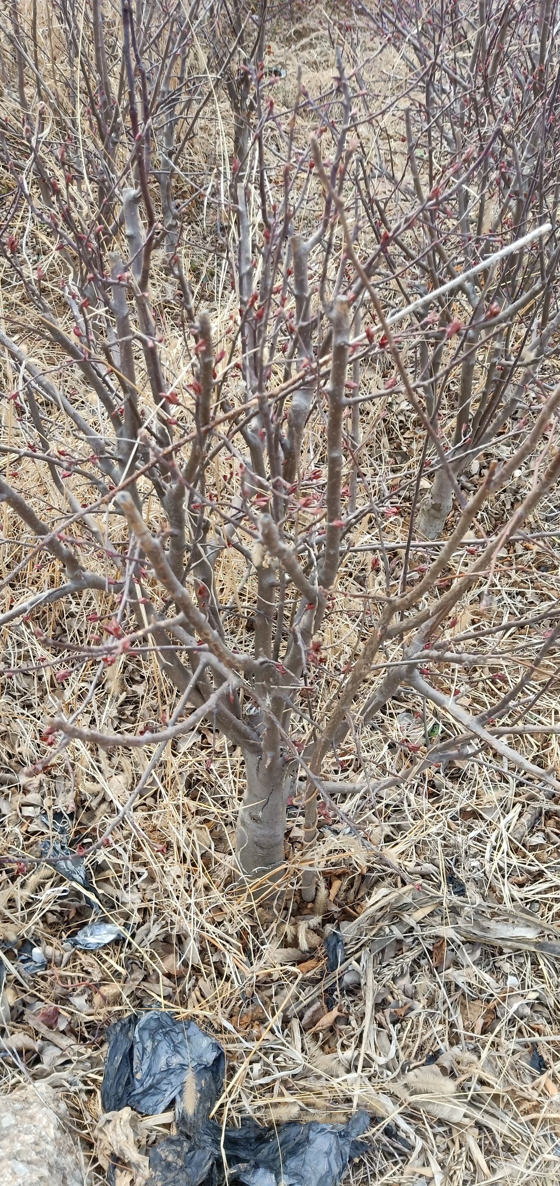 无忧树  波姬红，两年，一年，各种苗木