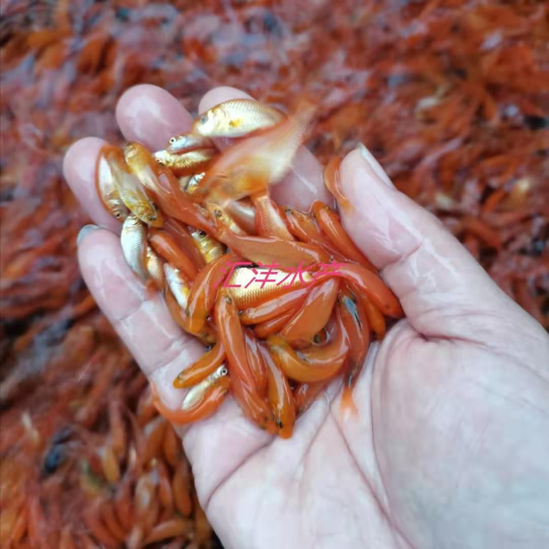 红鲤鱼  兴国红鲤，品种优良！ 技术支持 全国发货！