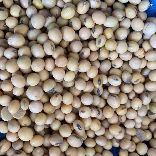 天津优质大豆  压榨 豆制品  货真价实 颗粒均匀 饱满