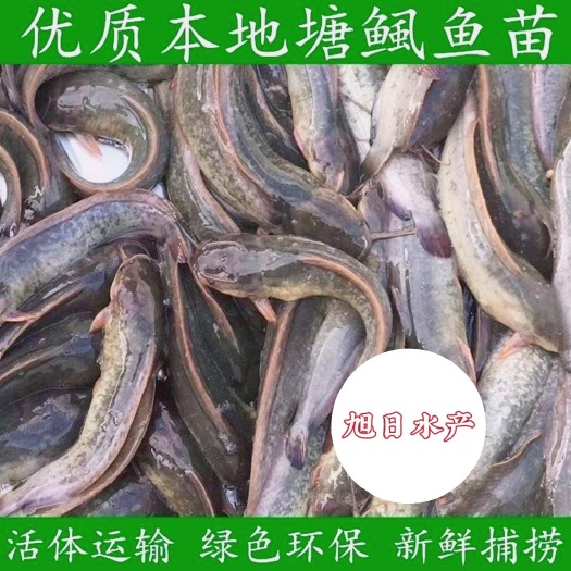 广州三黄塘鲺苗