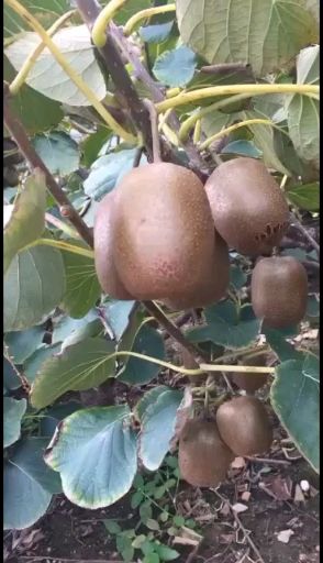 红阳猕猴桃苗 红阳猕猴桃嫁接苗