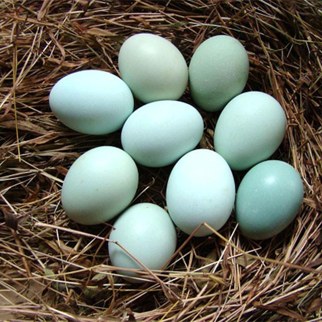 散养五黑鸡蛋土鸡蛋月子蛋宝宝蛋受精蛋