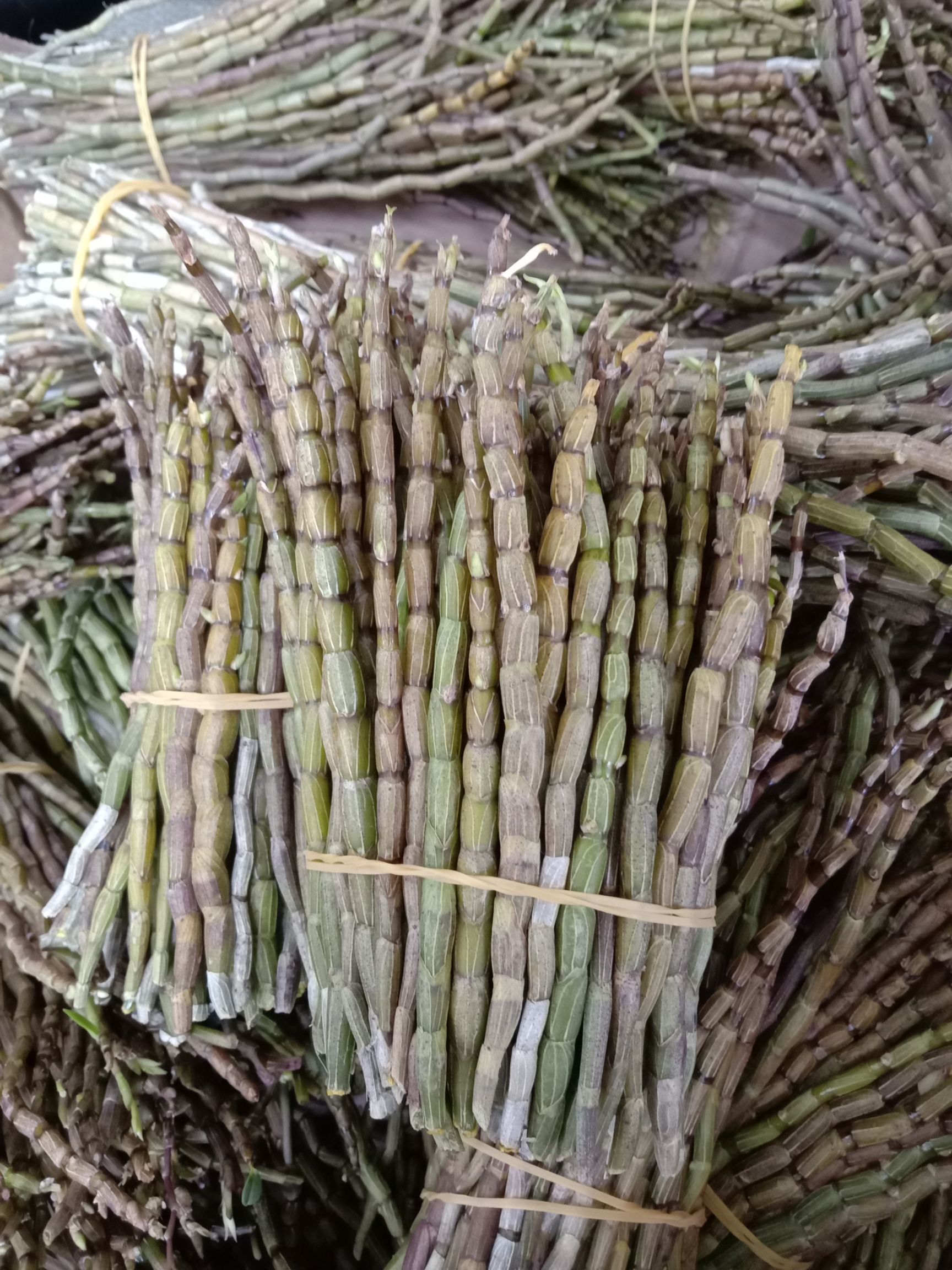 鲜石斛，中药材石斛