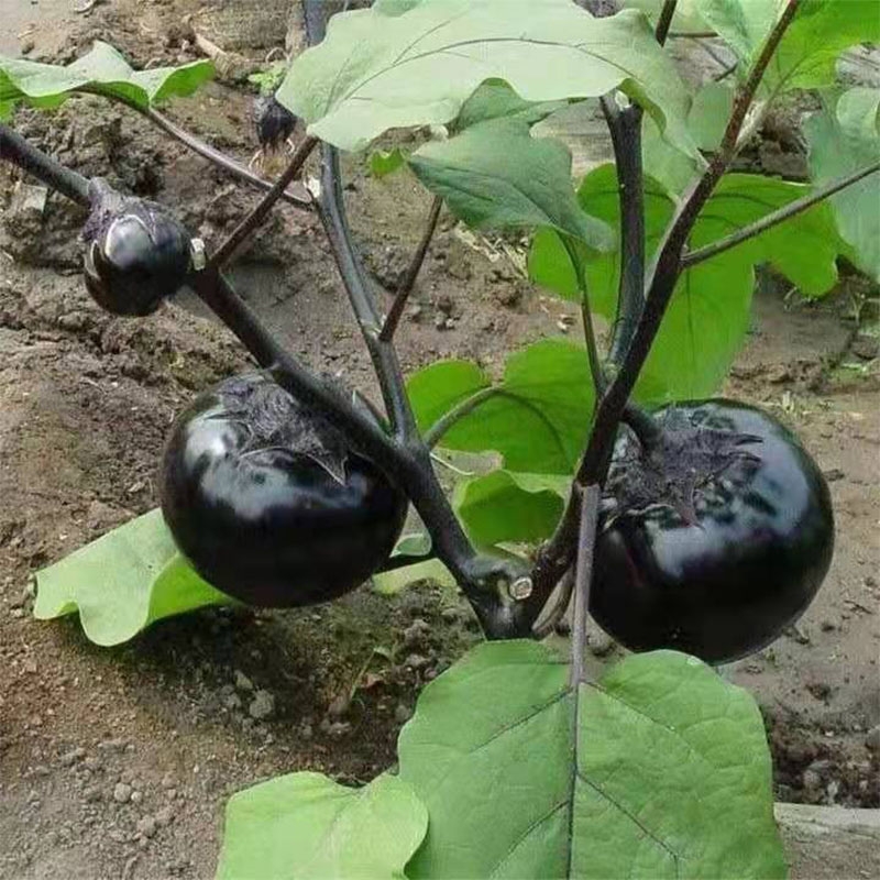 茄子苗，嫁接黑宝，直根系